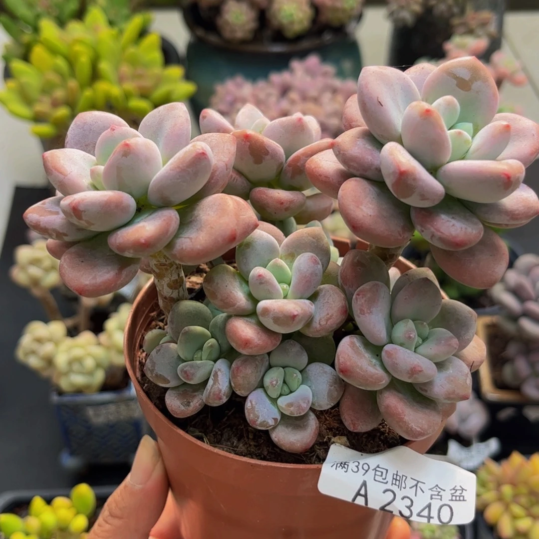 12340樱花洛神8cm多肉