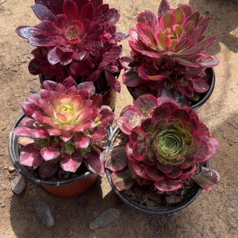 743多肉植物组合