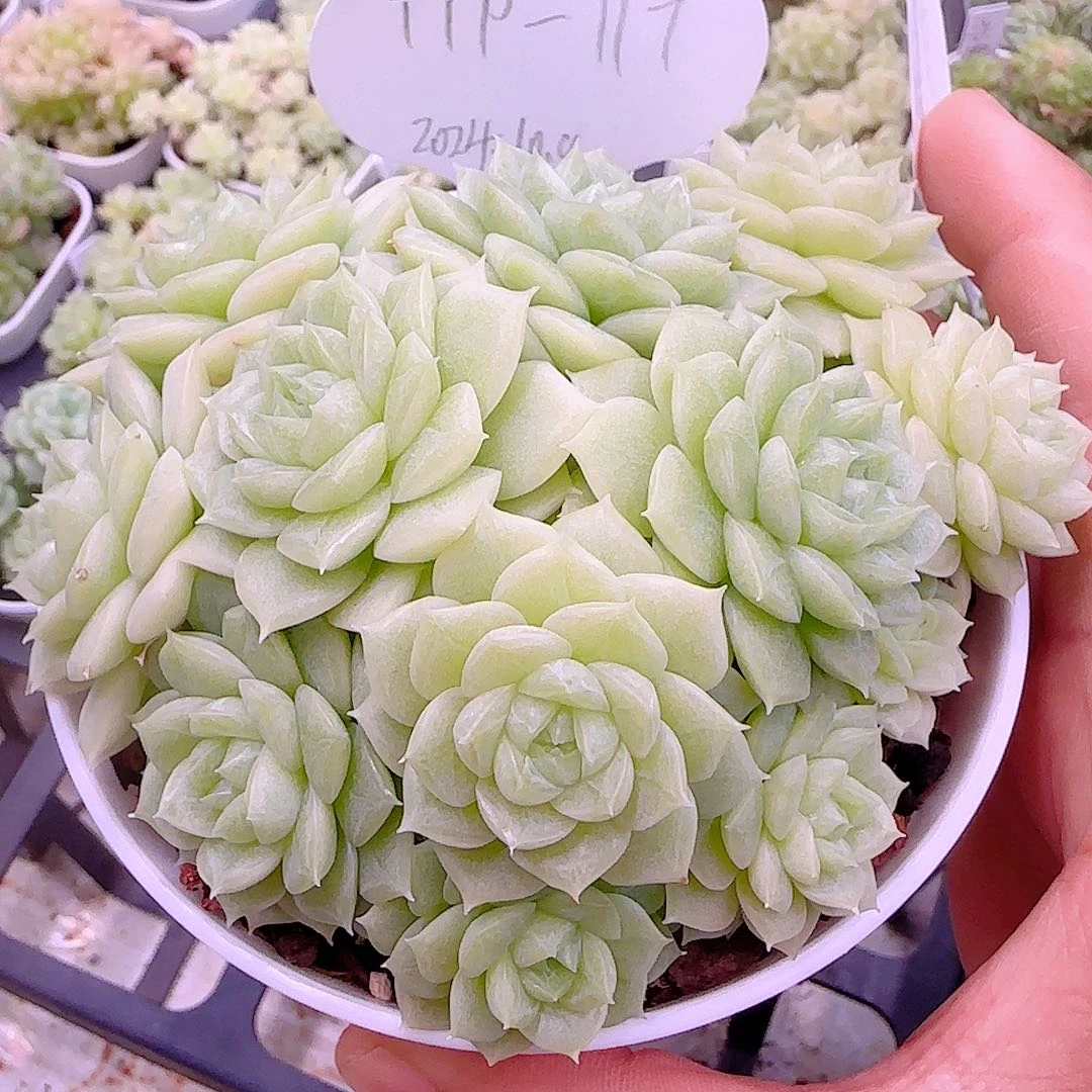 【闪购商品】1008-138（ttp-117）