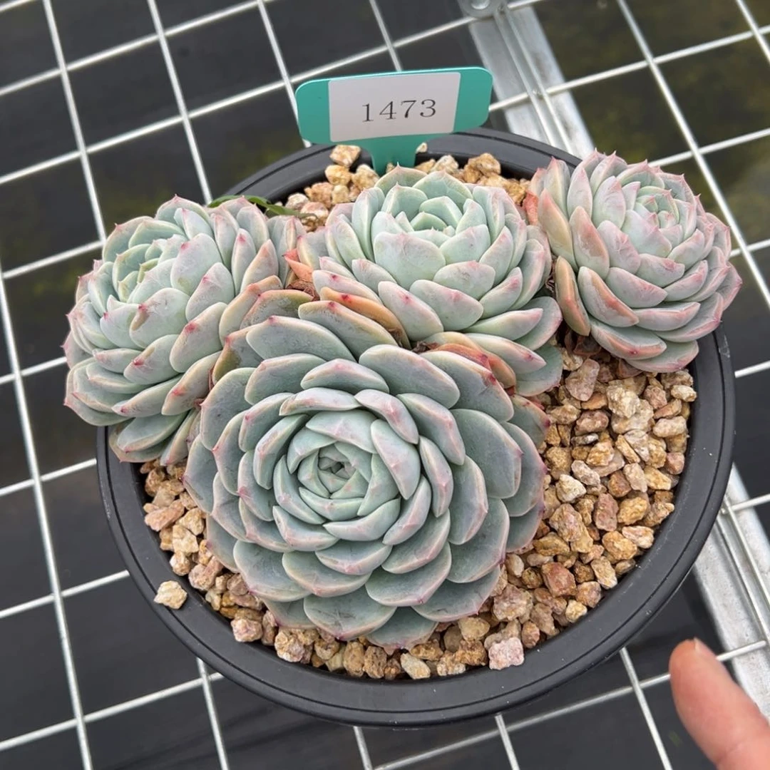 幸****妈1473肉多么多哦哦哦