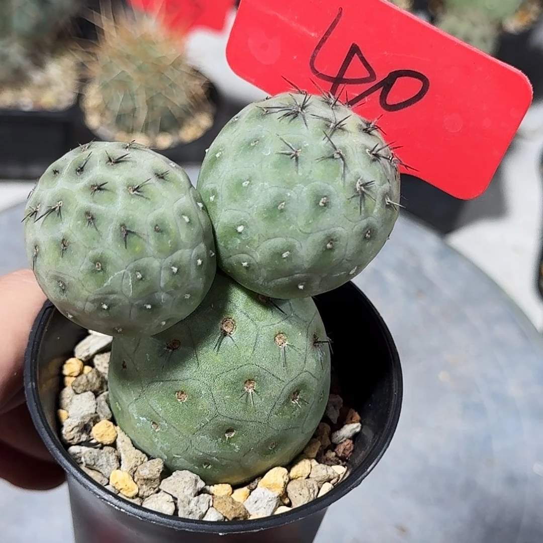 40号米奇洞洞习冠幅4.3cm开粉花