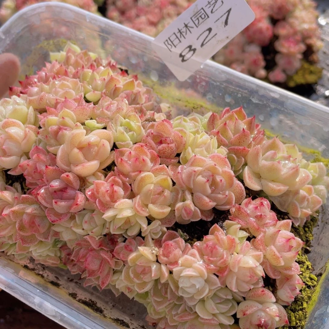 多肉植物多肉植物827