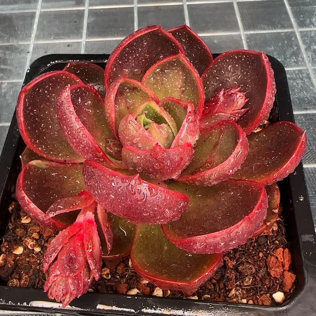 从前慢花园精选单头红灯