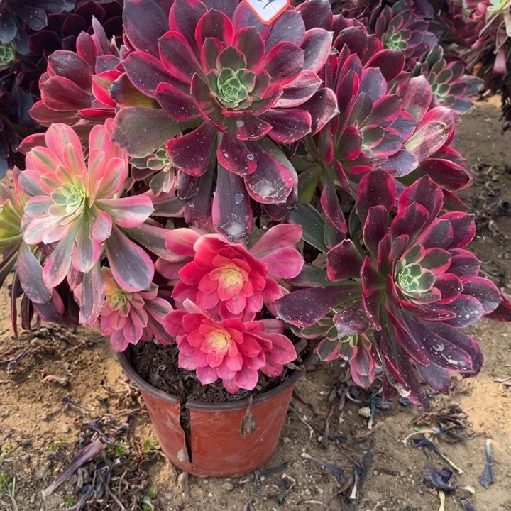 9-29金丝不周正多肉