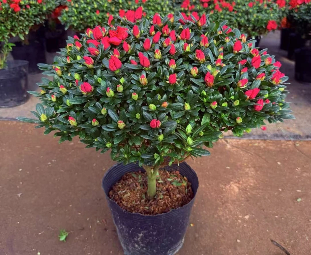 【红宝石】杜鹃花盆栽带花苞室内外好养易活花卉绿植阳台