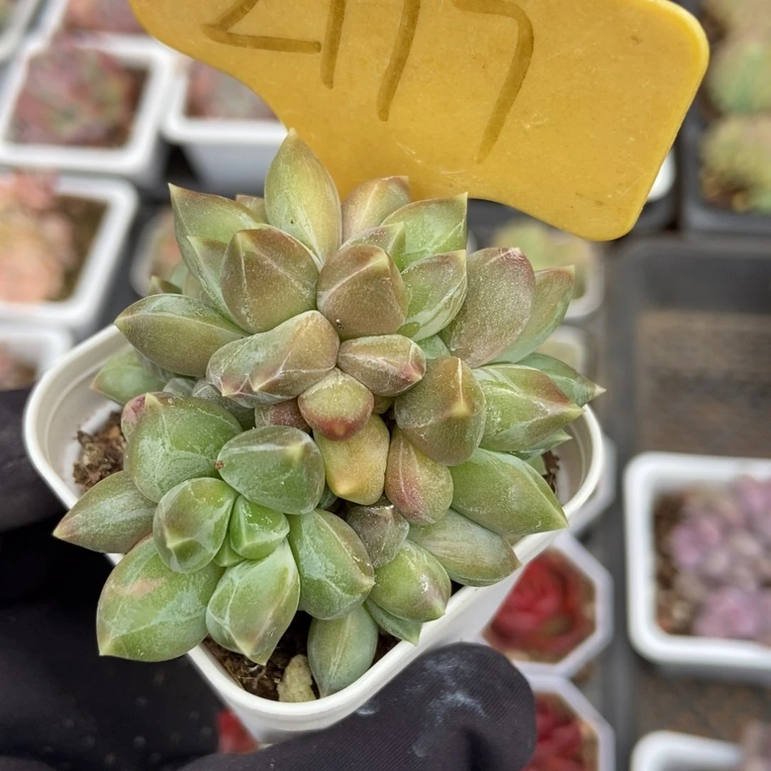 2117重楼多肉植物保护