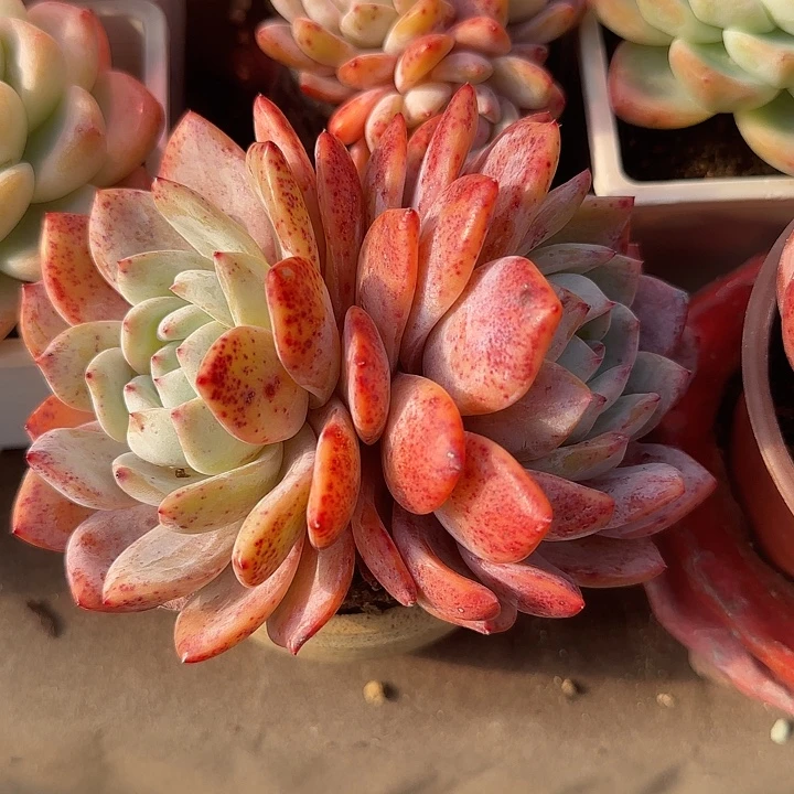 25公分双头红血橙特价