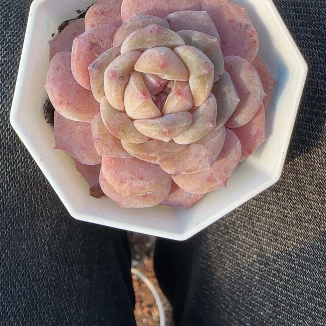 多肉小卡拉米糖心一物一拍