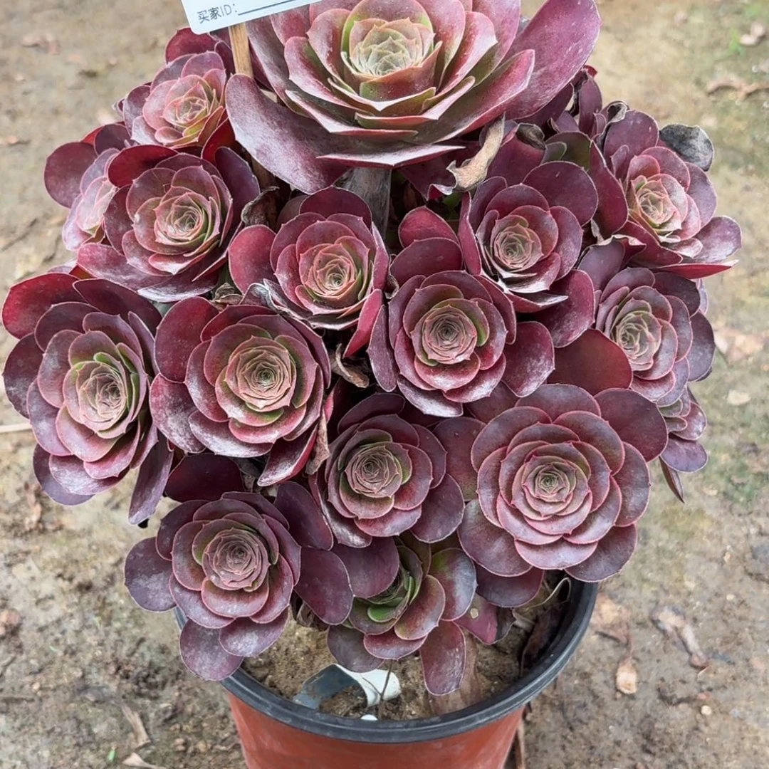 *****287魅金多肉植物发货