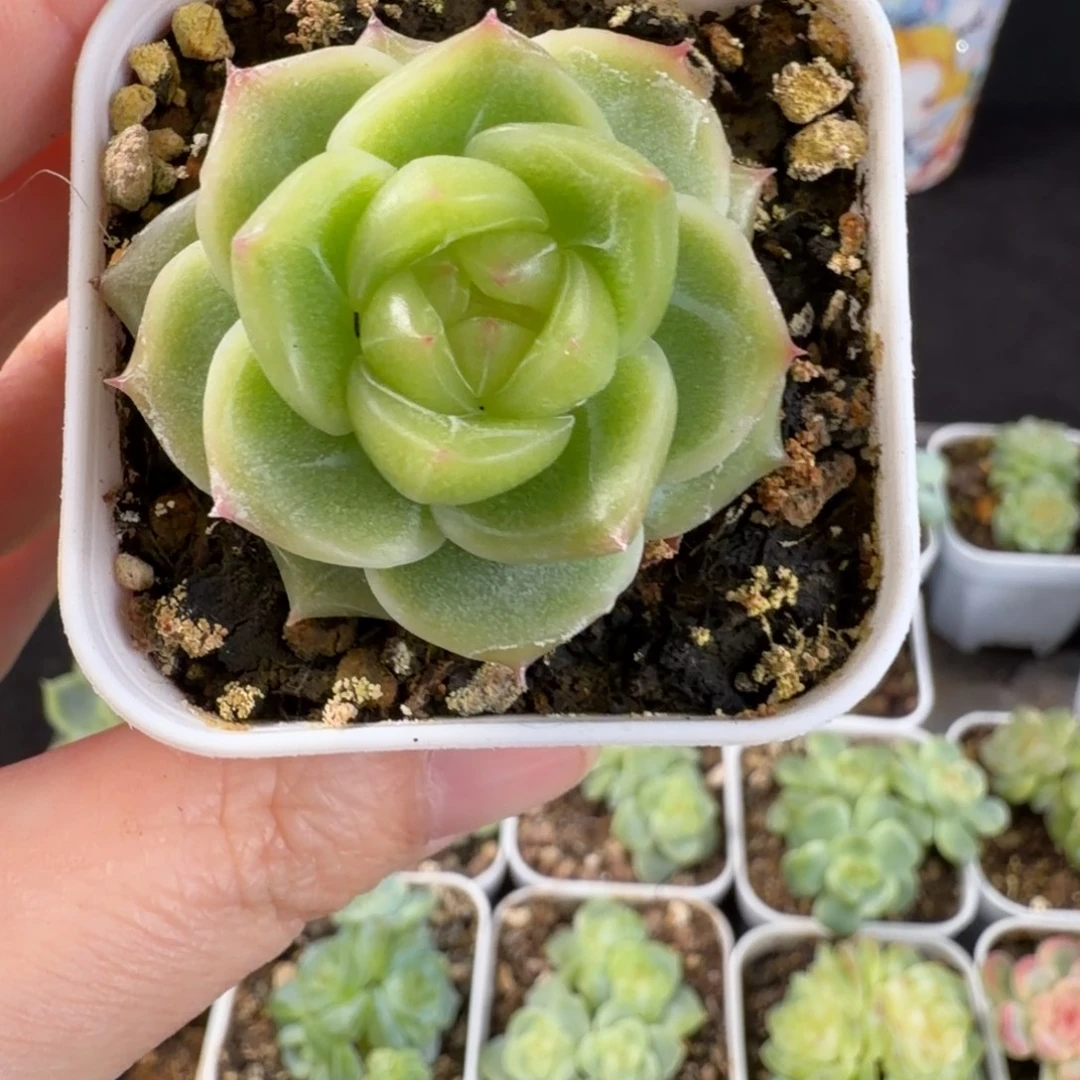 珍妮新品单头22号