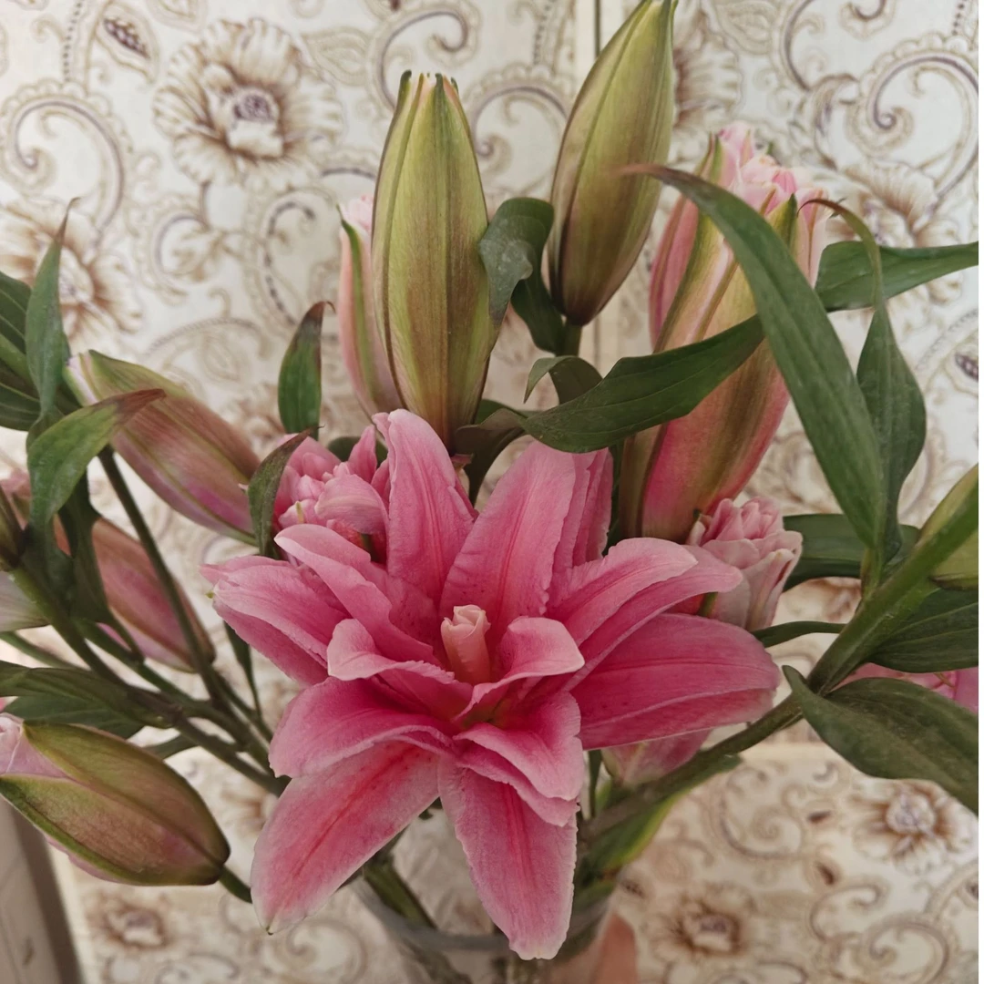 （粉安娜）重瓣香水百合浓郁鲜花东北发货居家优选香水百合实物养护