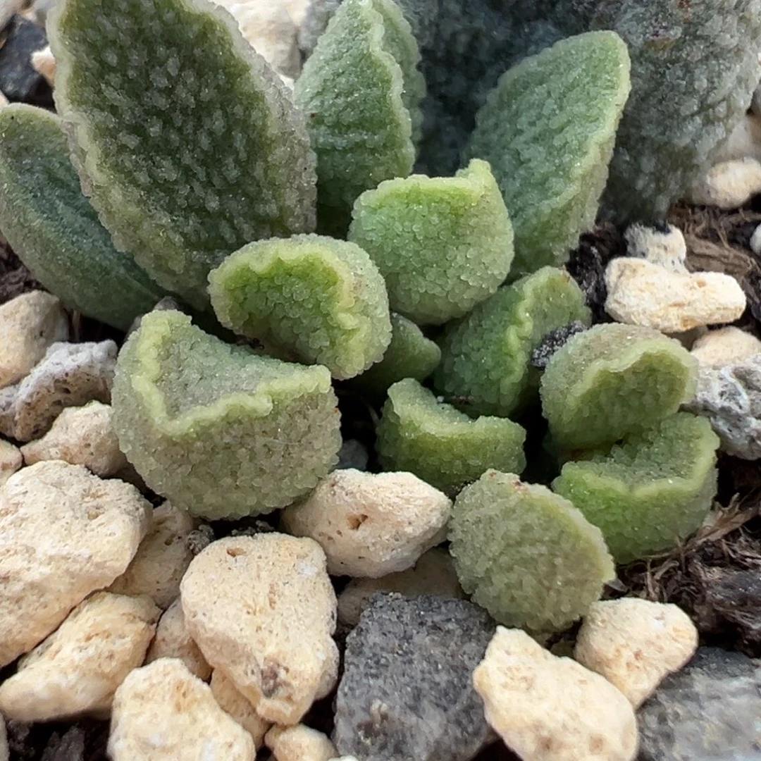 绿色冰晶款新品多肉植物