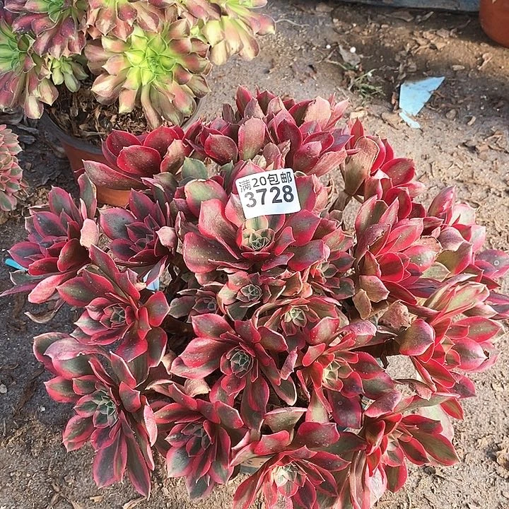 3728 一颗yao月法师
