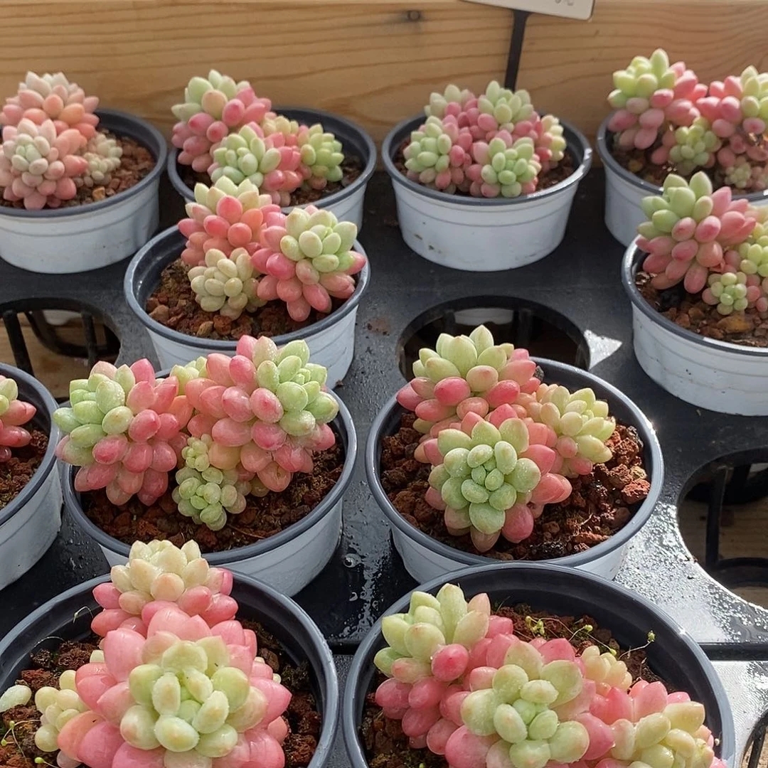 24鱼子酱 福利多多