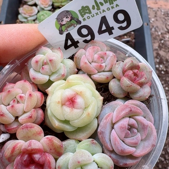 多肉植物多肉植物