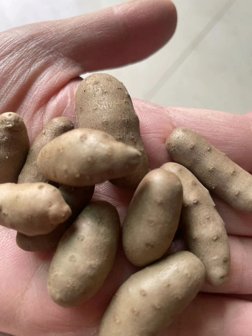 铁棍山药豆。软糯香甜。零余子。手选中果。农家自产自销