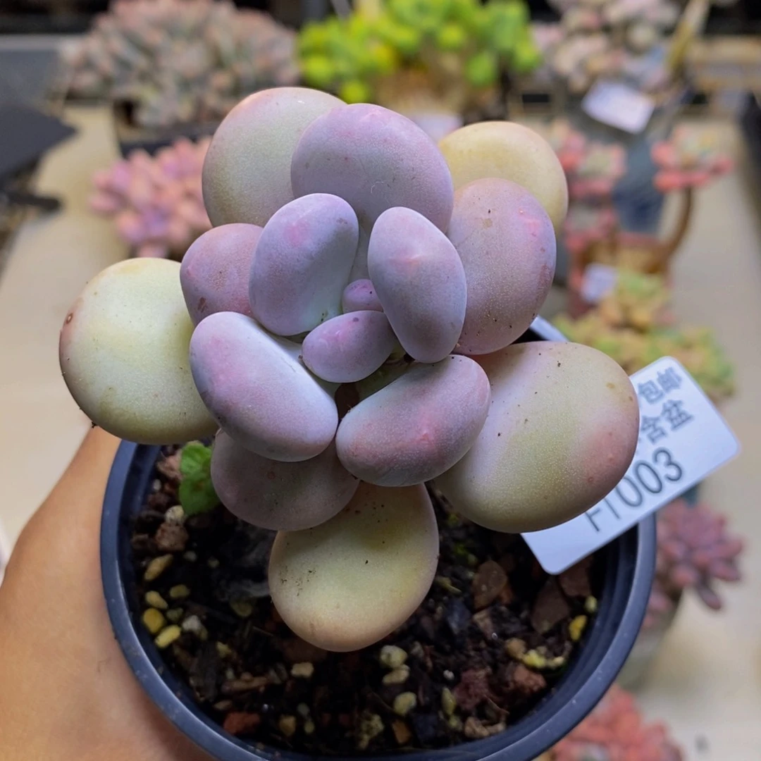 003橙奶多肉肉6cm