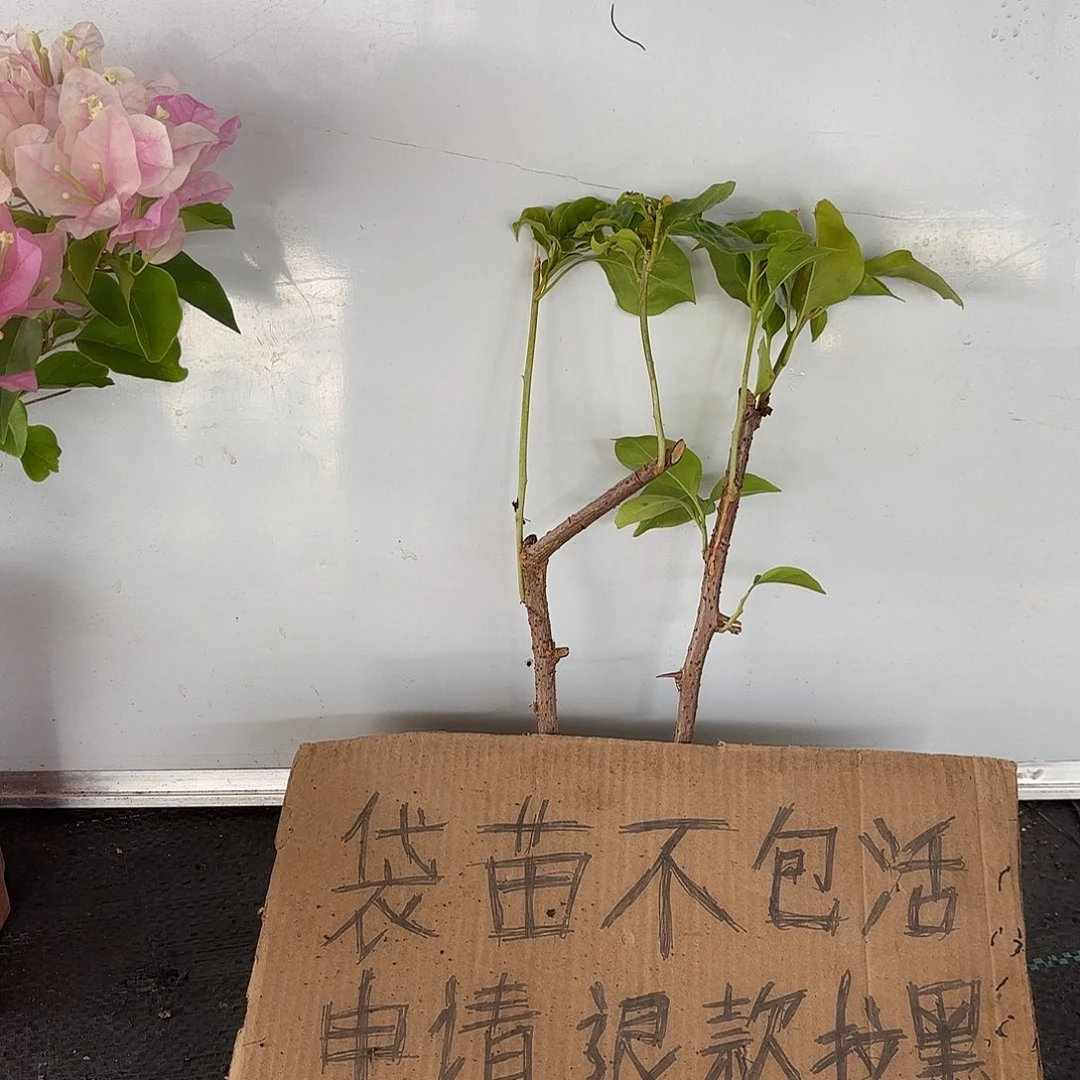 漠***C无花朵两颗袋苗盲盒