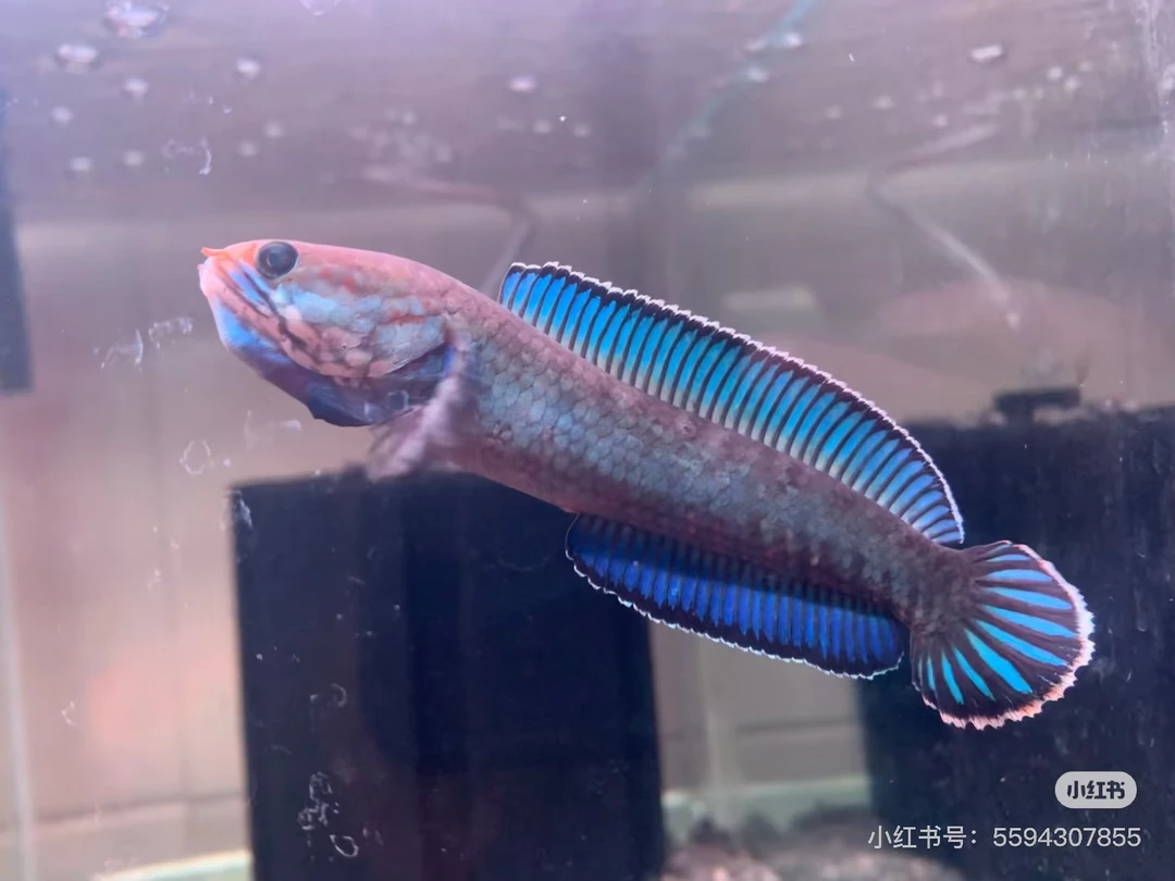 酒红雷龙苗3-6微瑕疵