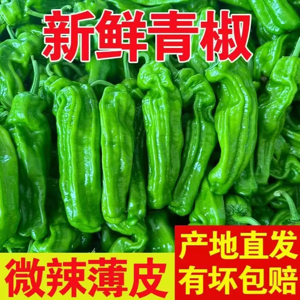 （五斤装）薄皮辣椒新鲜采摘不辣虎皮青椒芜湖椒 hy