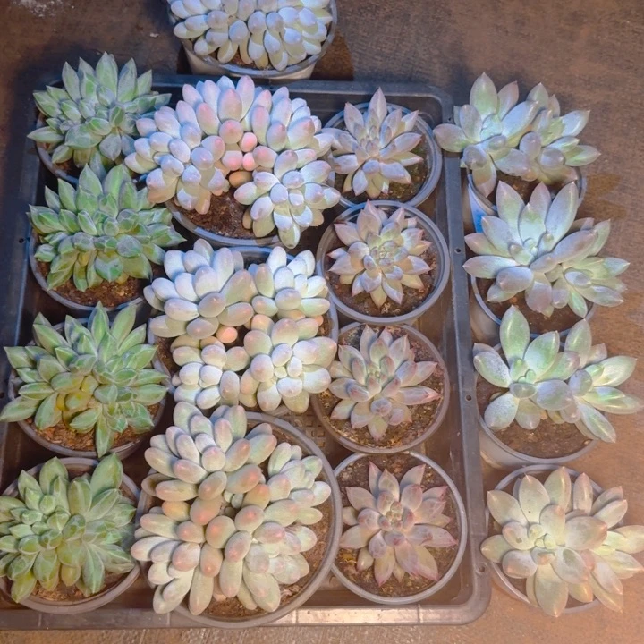 福利4颗1111111111