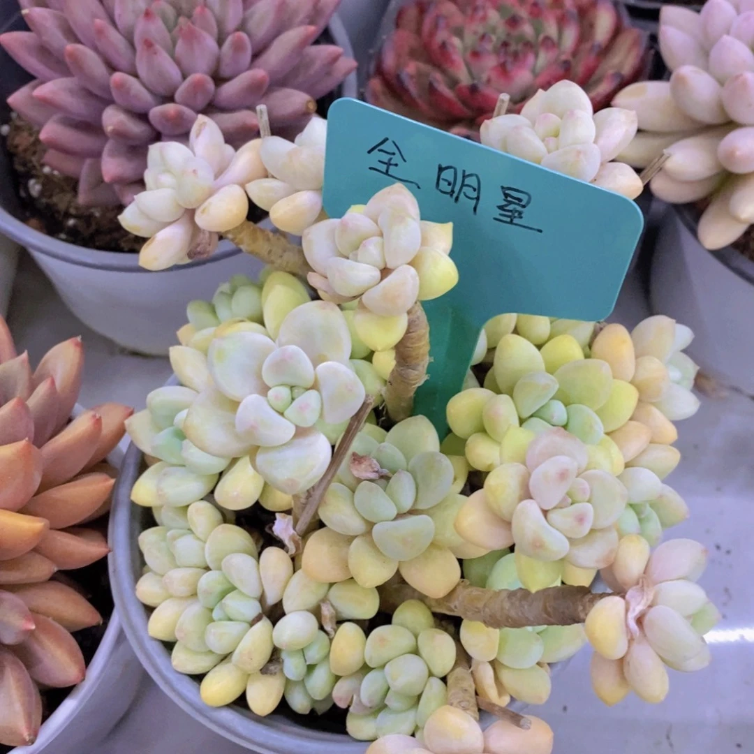 活动专场第一场，5送1