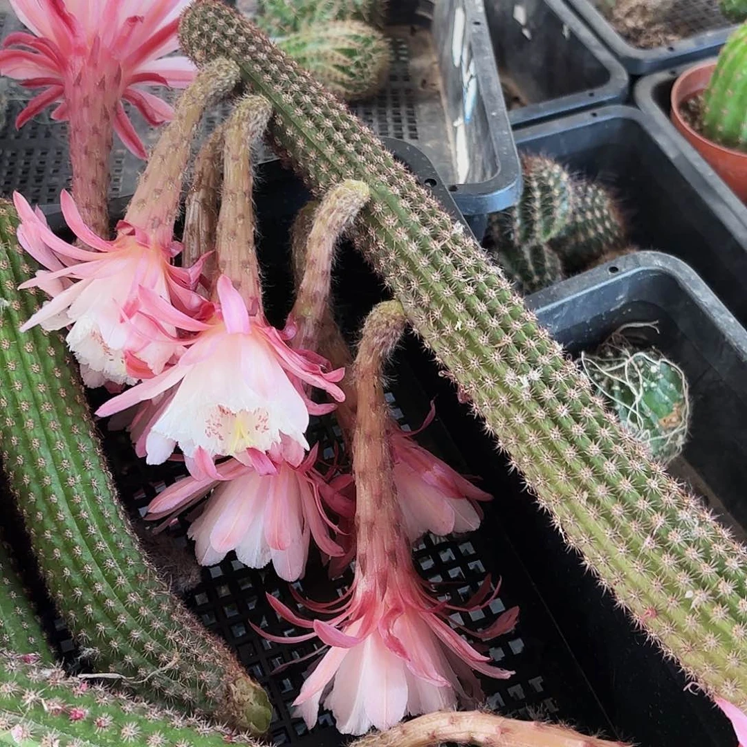 卡布奇大大大侧牙20包邮仙人球1