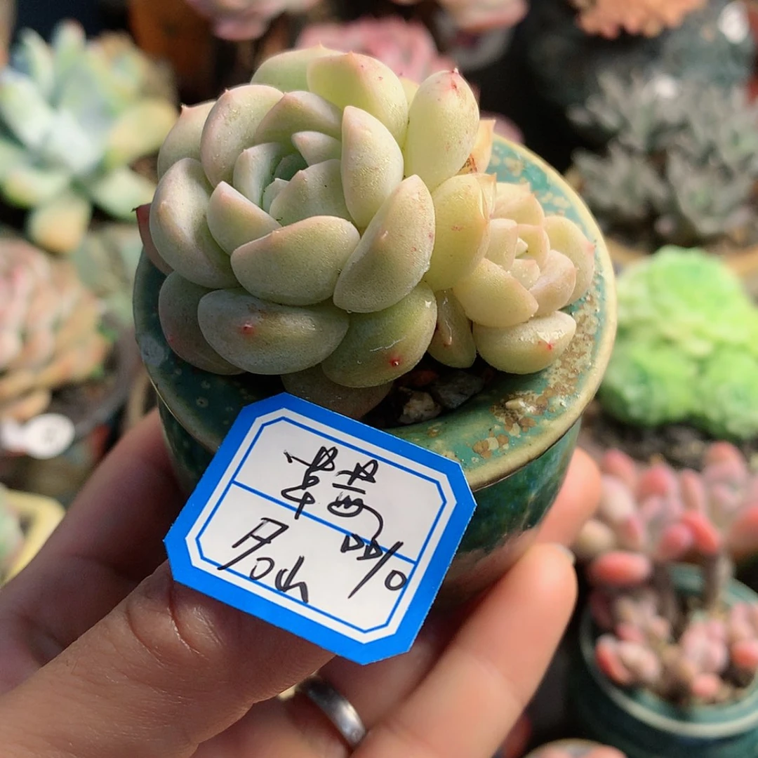 【闪购商品】名****艺名山带盆