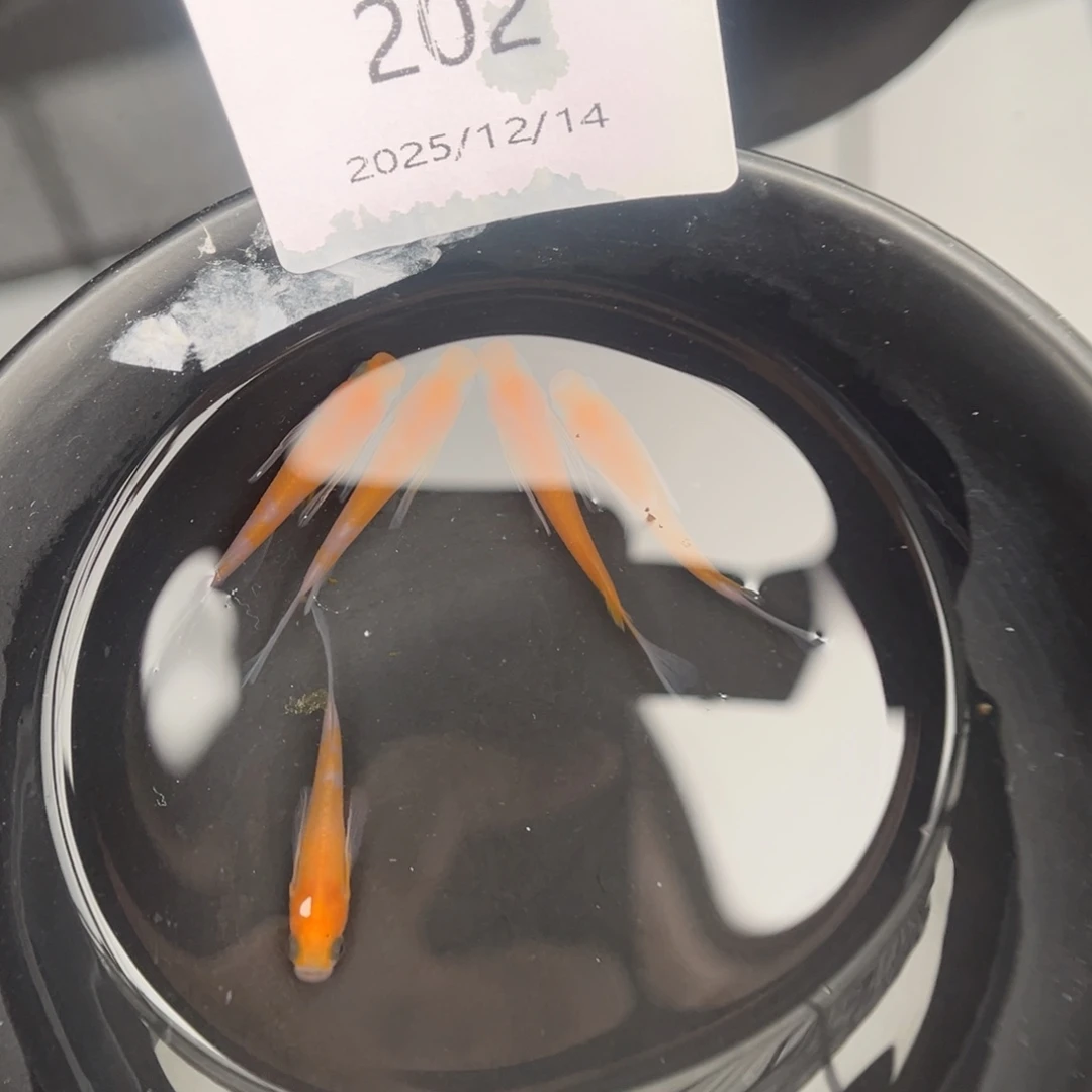 青鳉鱼202红白真长鳍五尾