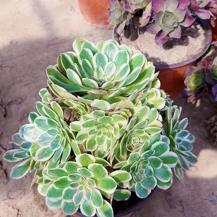 孔雀翎脱土发货15.8
