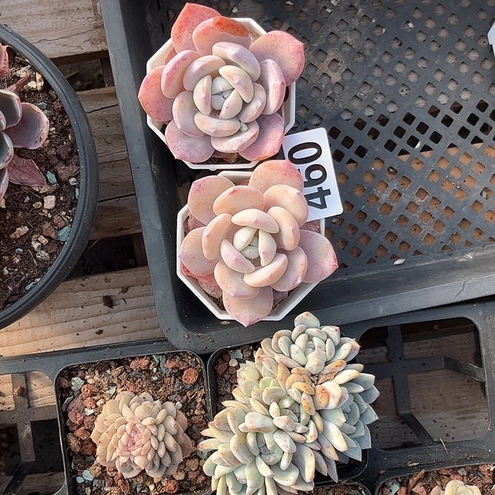 宁*多肉植物一物一拍