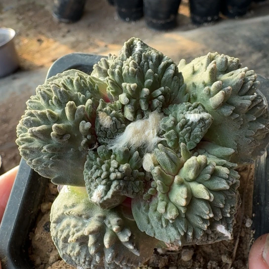 【闪购商品】^_^哥怒512