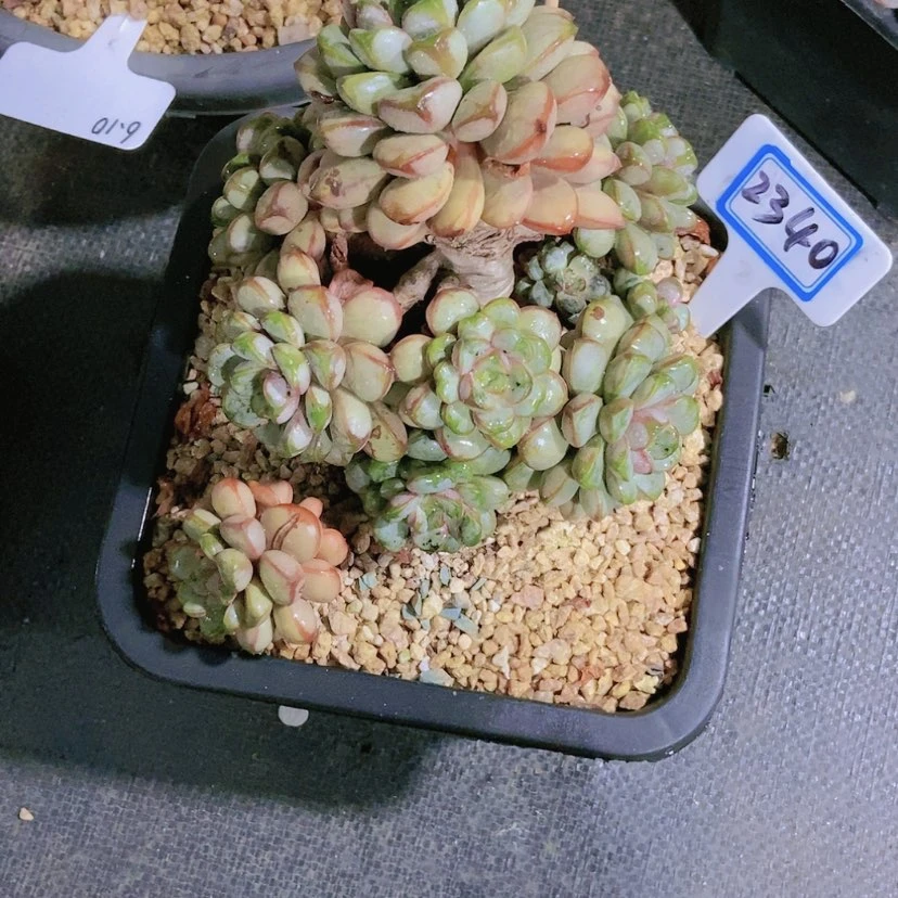 【闪购商品】陈*姐2340