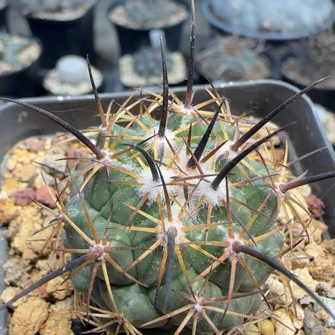 02实生枪骑士多肉3.4厘米