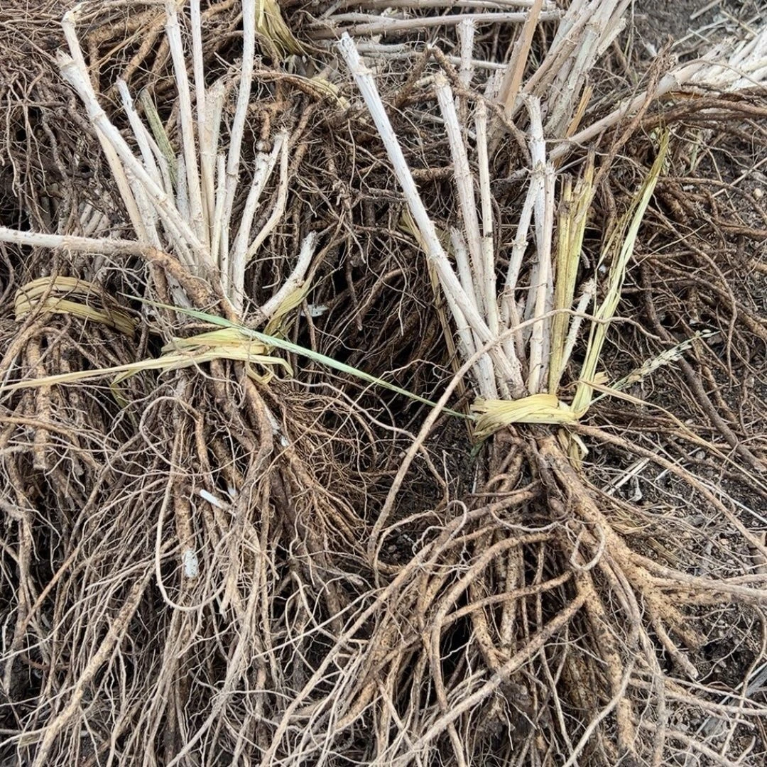 刺嫩芽苗盆景盆栽100颗