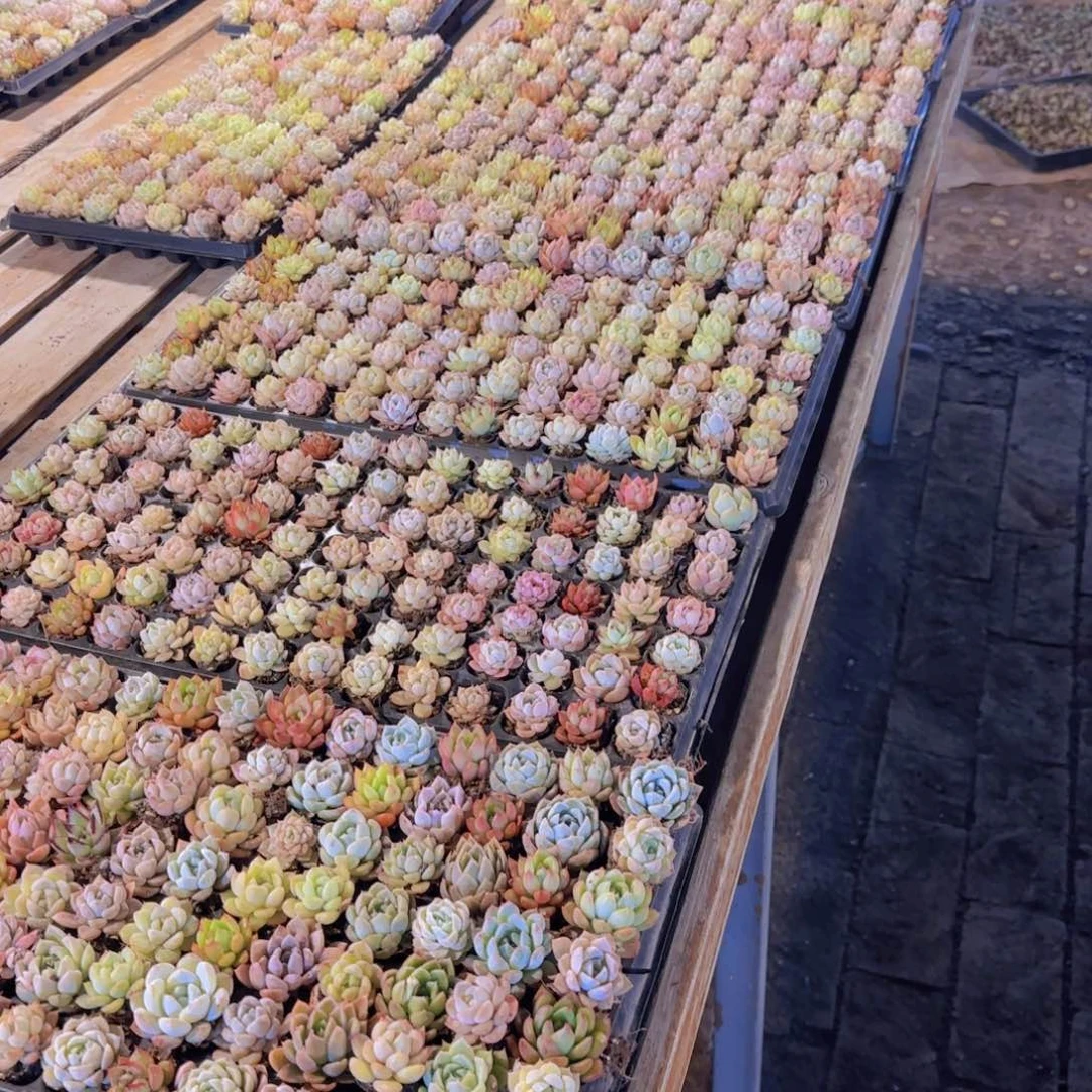 整盘105颗优选量拍