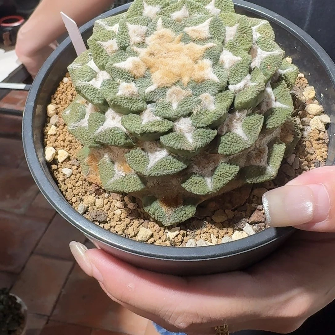自根螺旋大尤黑牡丹