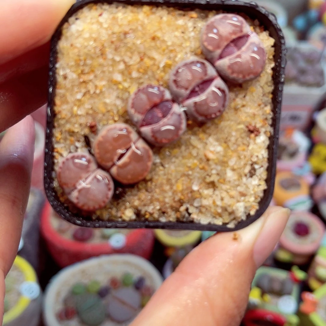 875. 5678687777757888