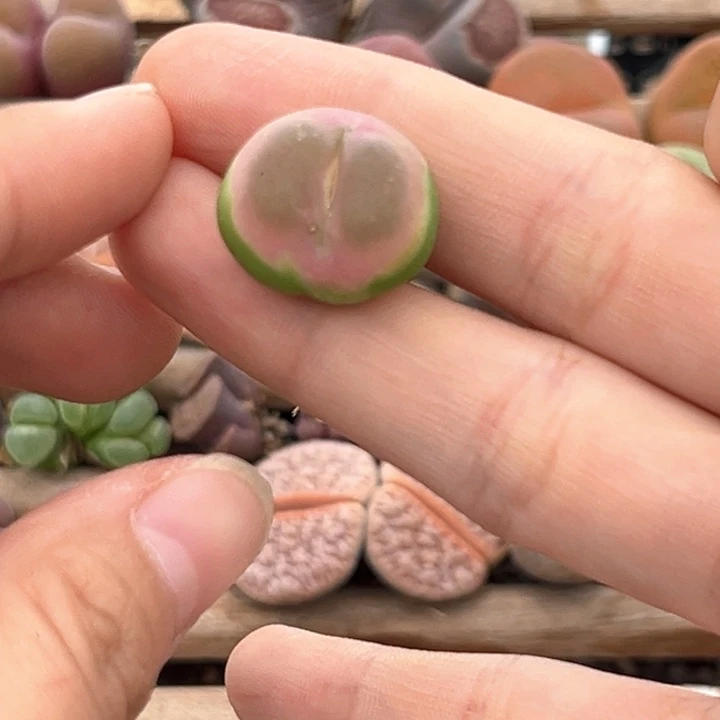 好看拉登精品一颗母本