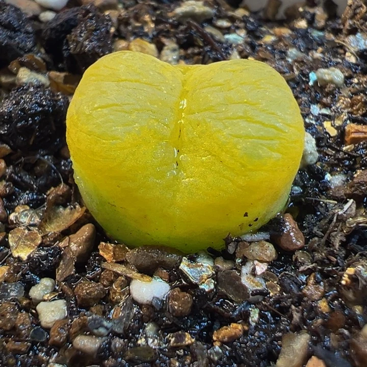 633多肉植物种类多样