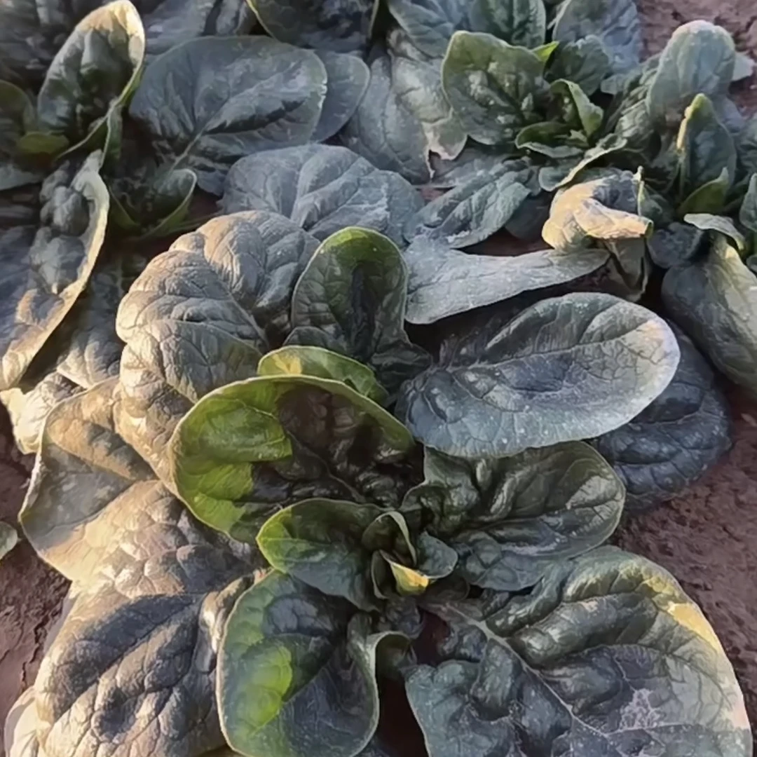 河南露天趴地菠菜霜打露天趴地菠菜现挖现发3斤/5斤包邮