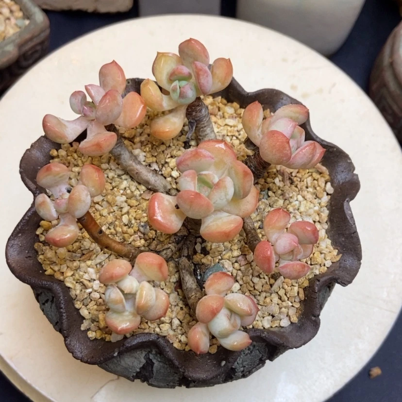 【闪购商品】蜜桃格林