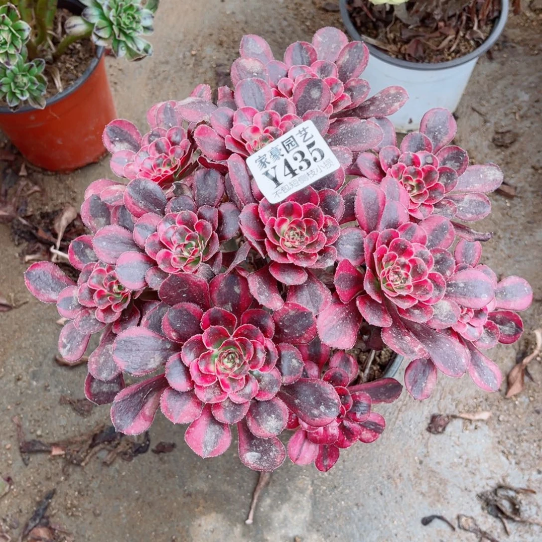 435香奈儿尺寸20左右