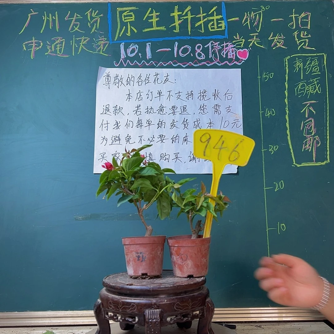 当前无花栽培后可以开花玫瑰红掌中宝 热火桑巴掌中宝946