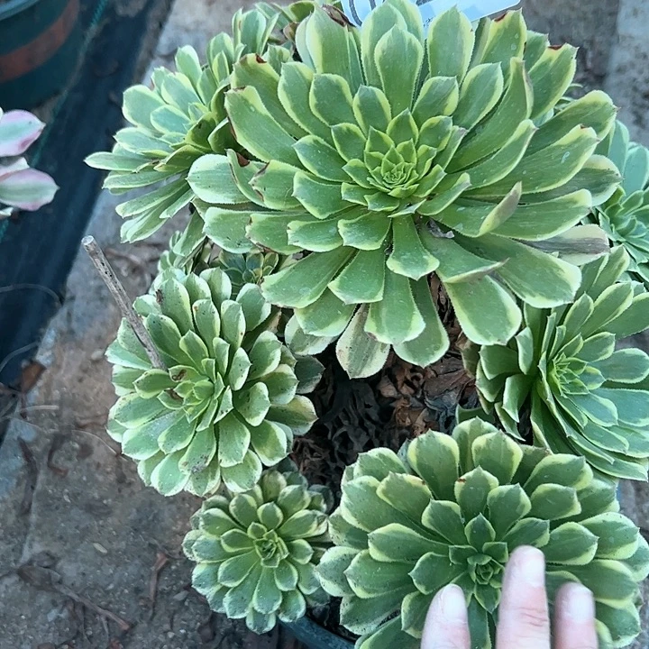 大***姐0429朝霞多肉植物