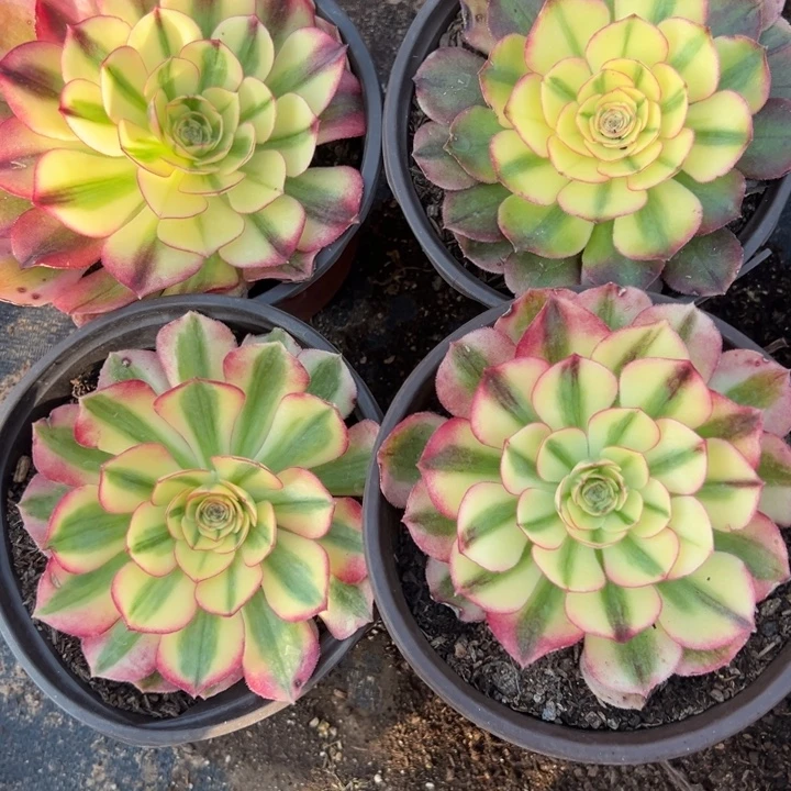 多肉植物利栀4颗不售后