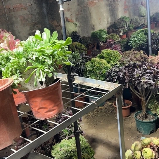 风***淡多肉植物两个微瑕女神