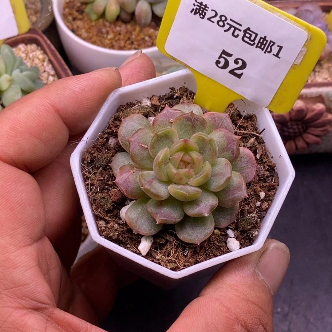 152白恋拉丝多肉……