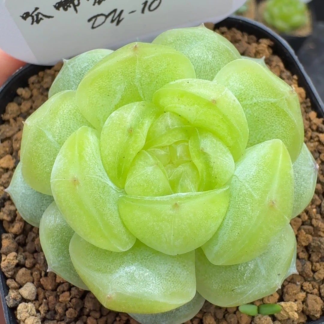 0527-010-追月单头