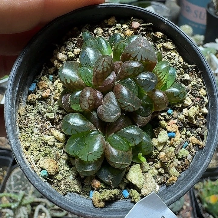 249红丝玉露带盆发货